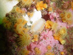 Tyrinna nobilis from Chilean Patagonia by David Thompson 
